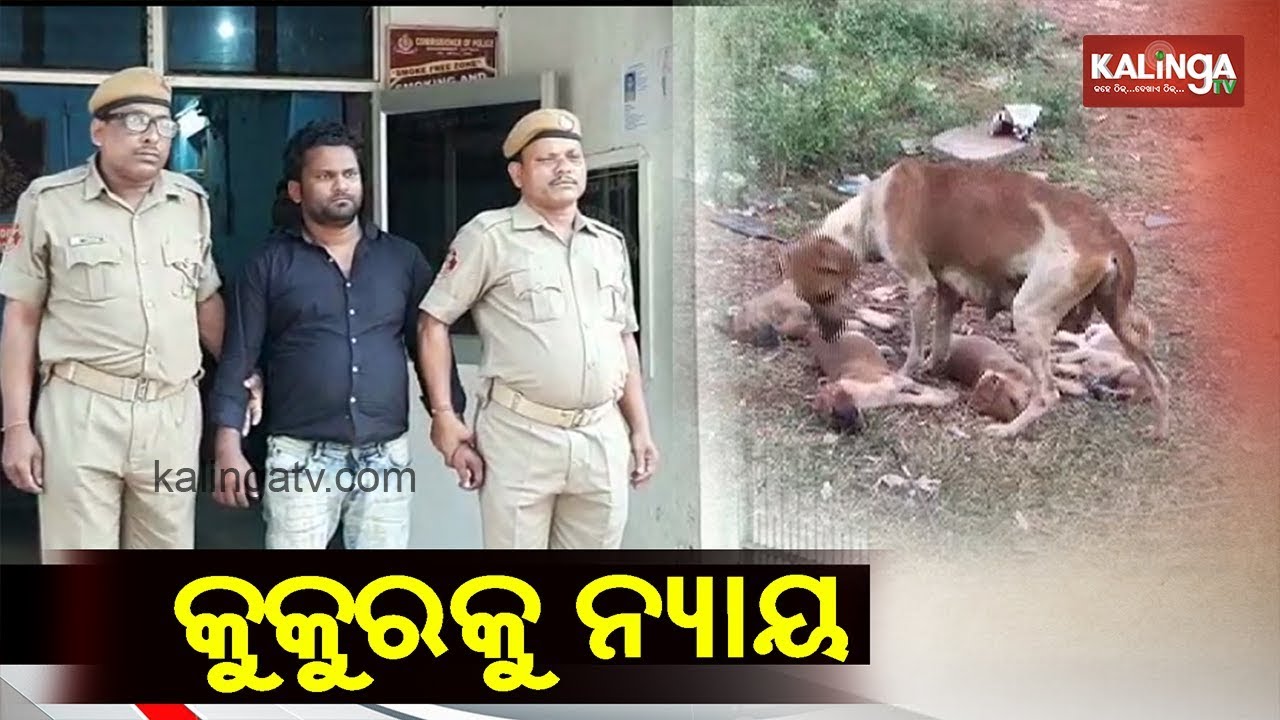 Is it Humanity ? || Pulse @ 8