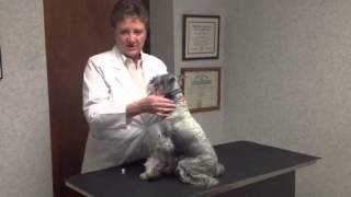 DES MOINES VETERINARY CARE VIDEO- HOW TO ADMINISTER INSULIN TO YOUR PET BY INGERSOLL ANIMAL HOSPITAL