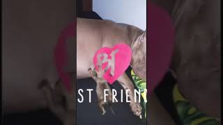 Amamentado Heitor Bully Dóceis