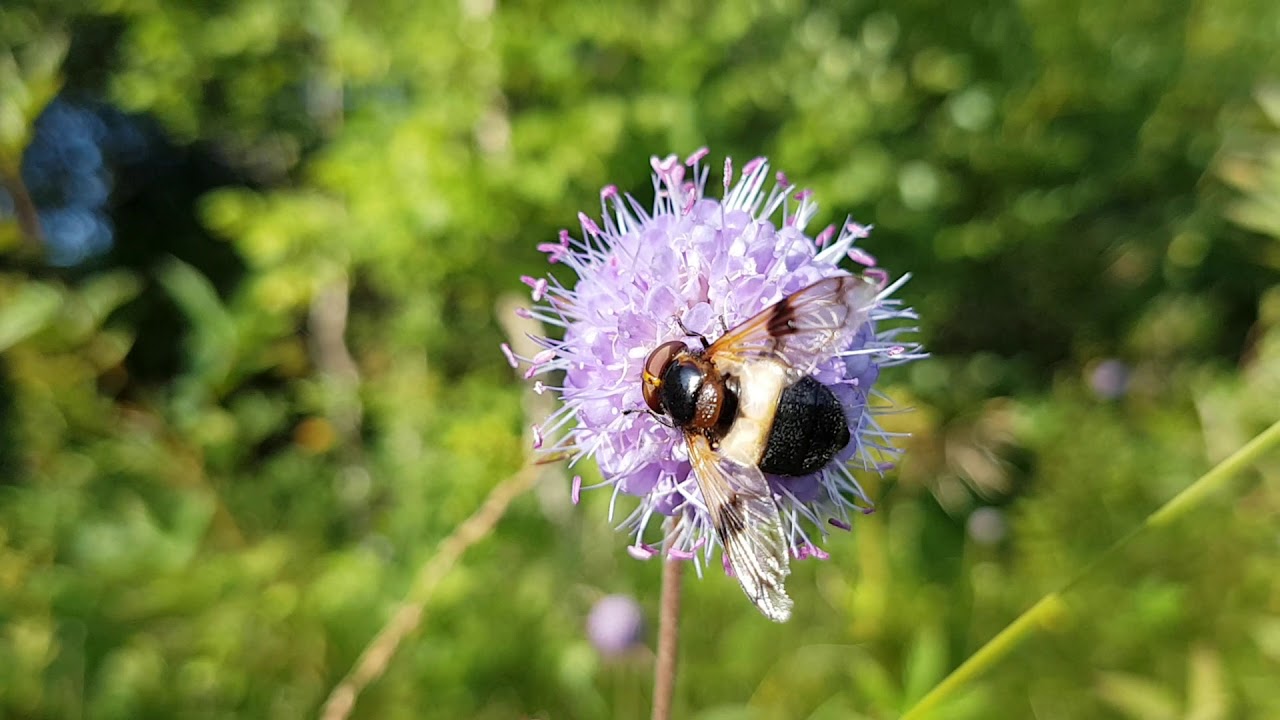 Syrphidae  Volucella pellucens Kägusirelane