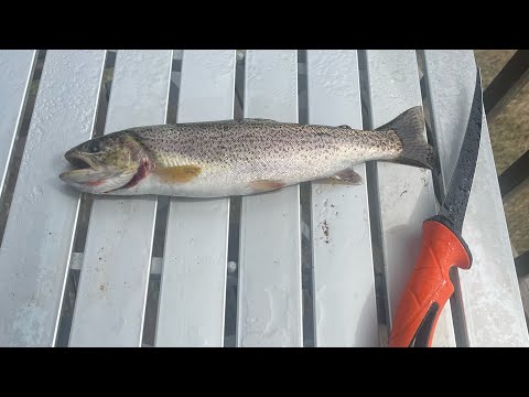 SeaRun cutthroat