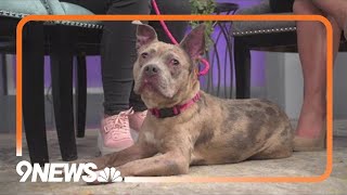 Pitbull-mix available for adoption loves to play
