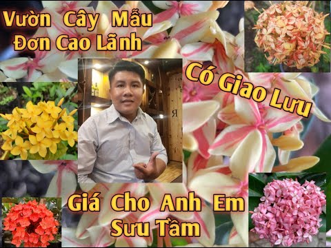 #1 Mời Cả Nhà Xem Vườn Của Mẫu Đơn Cao Lãnh Cũng Có Giao Lưu Bông Trang Luôn Giá Sưu Tầm Tuyệt vời Mới Nhất