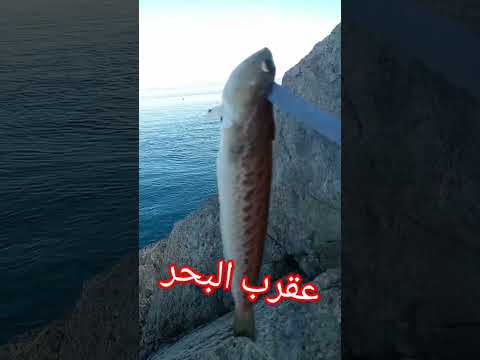 سمكة سامة جدا المرجو تجنبها فلا تلمسوها تسمى ب عقرب البحر