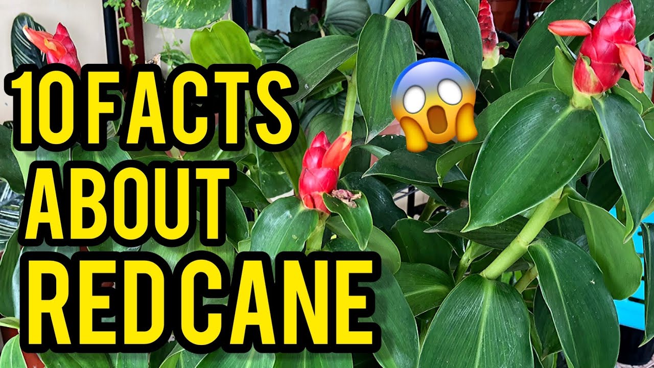 10 FACTS ABOUT COSTUS WOODSONII | RED CANE | SCARLET SPIRAL FLAG COMMON PLANT