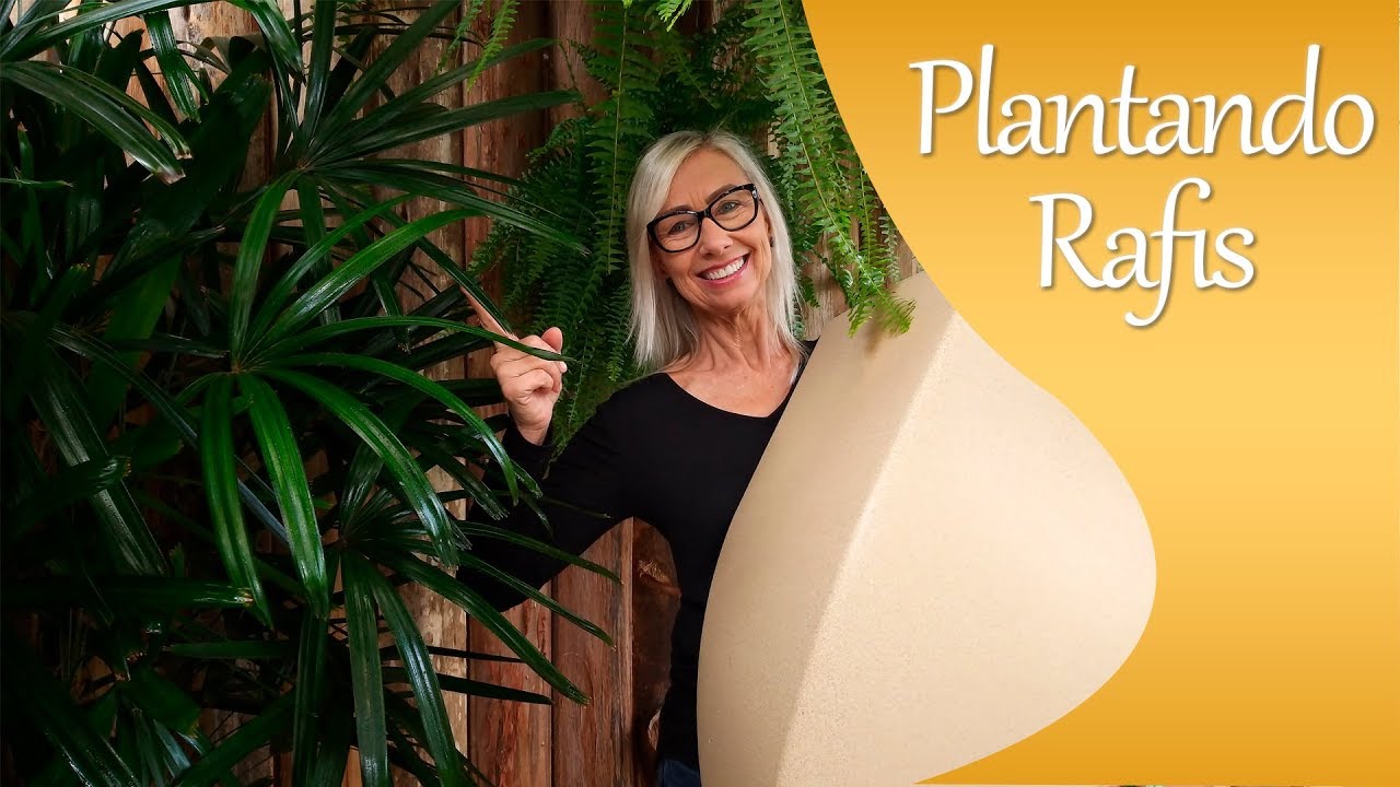 Como plantar palmeira Rafis em vaso | Flávia Kremer