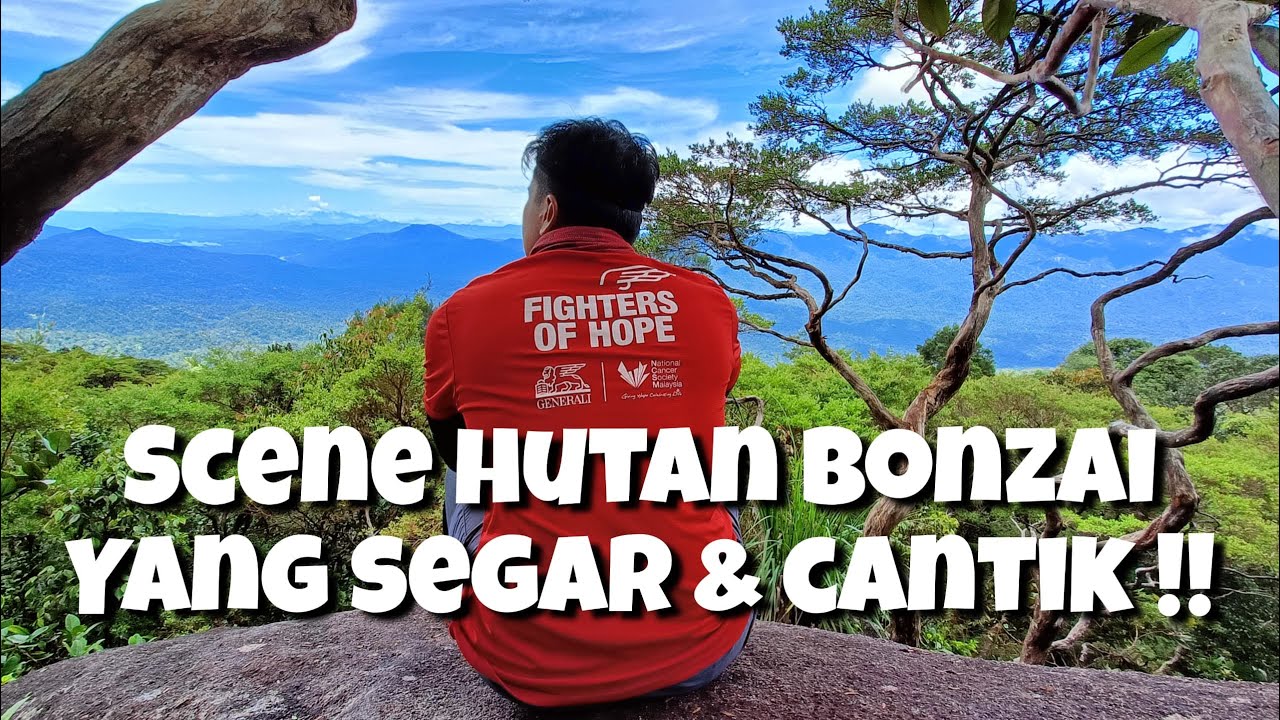 Gunung Sarut 1229mdpl Hiking Vlog | Hutan Bonzai Cantik