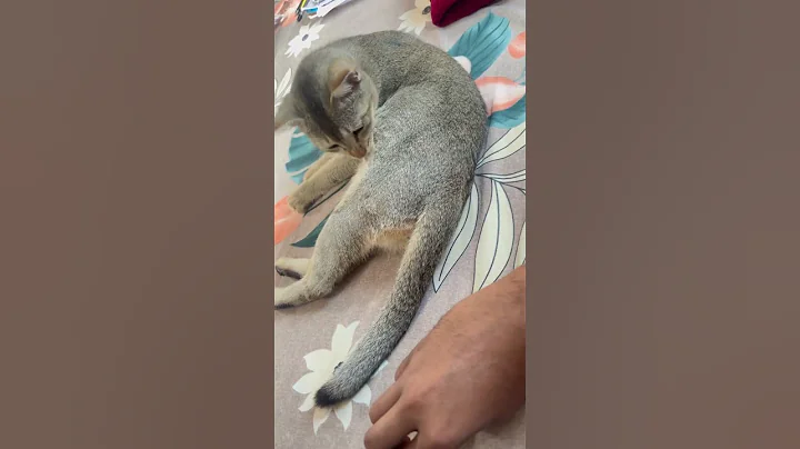 Video 8581001: cat don, cat cutecat funny, funny cute angry cat