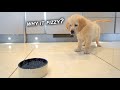 Golden Retriever Puppy Tries Sparkling Water for the First Time...