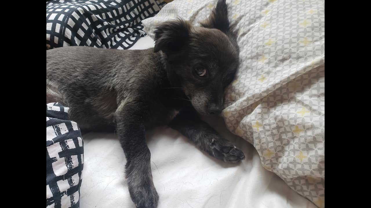 Logoi as Inner Essence: What does that mean?