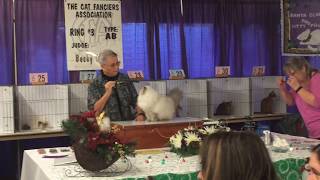 Himalayan Kitten 'Riley' at Cat Show by Kerry Barbero 74 views 5 years ago 18 seconds
