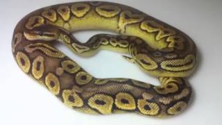 Famous Pewter Ball python Net Worth