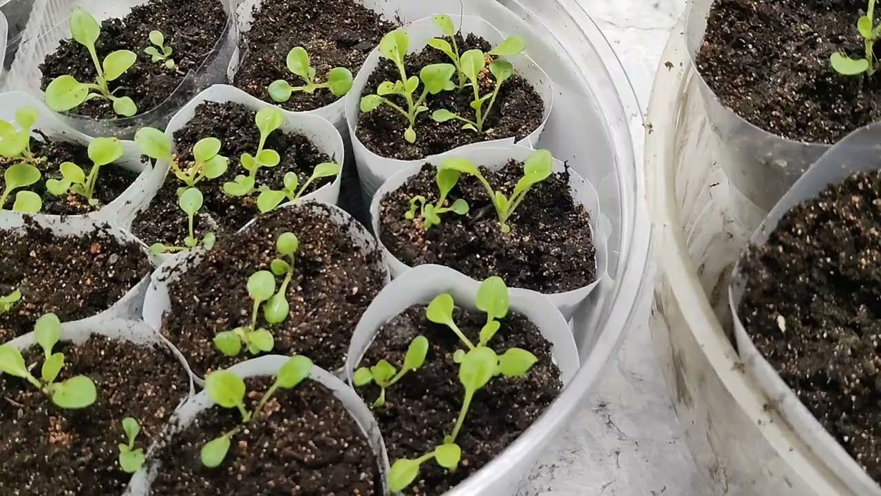 обзор рассады 1 марта