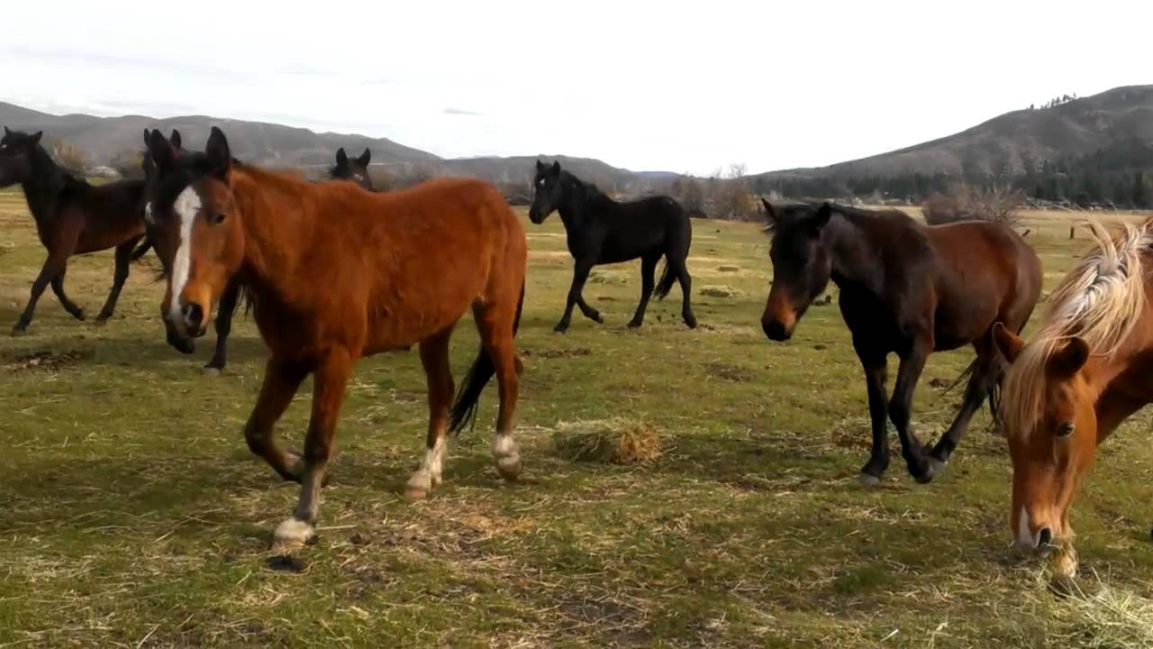 Hidden Valley Wild Horse Protection Fund herd 0315