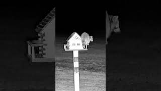 Raccoon Leaves 5-Star Yelp Review After Midnight Feeder Raid 🤣