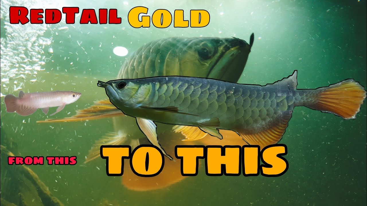 redTailGOLD AROWANA(RTG) 9MONTHS OLD