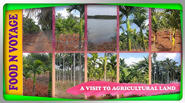 agricultural land | coconut & arecanut trees | betel nut | vlog | drip irrigation | food n voyage