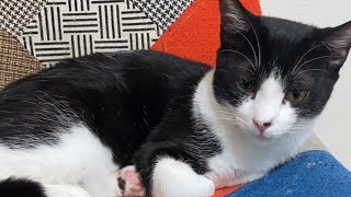 初生配信