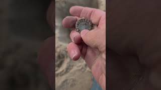 morning beach metal detecting finds