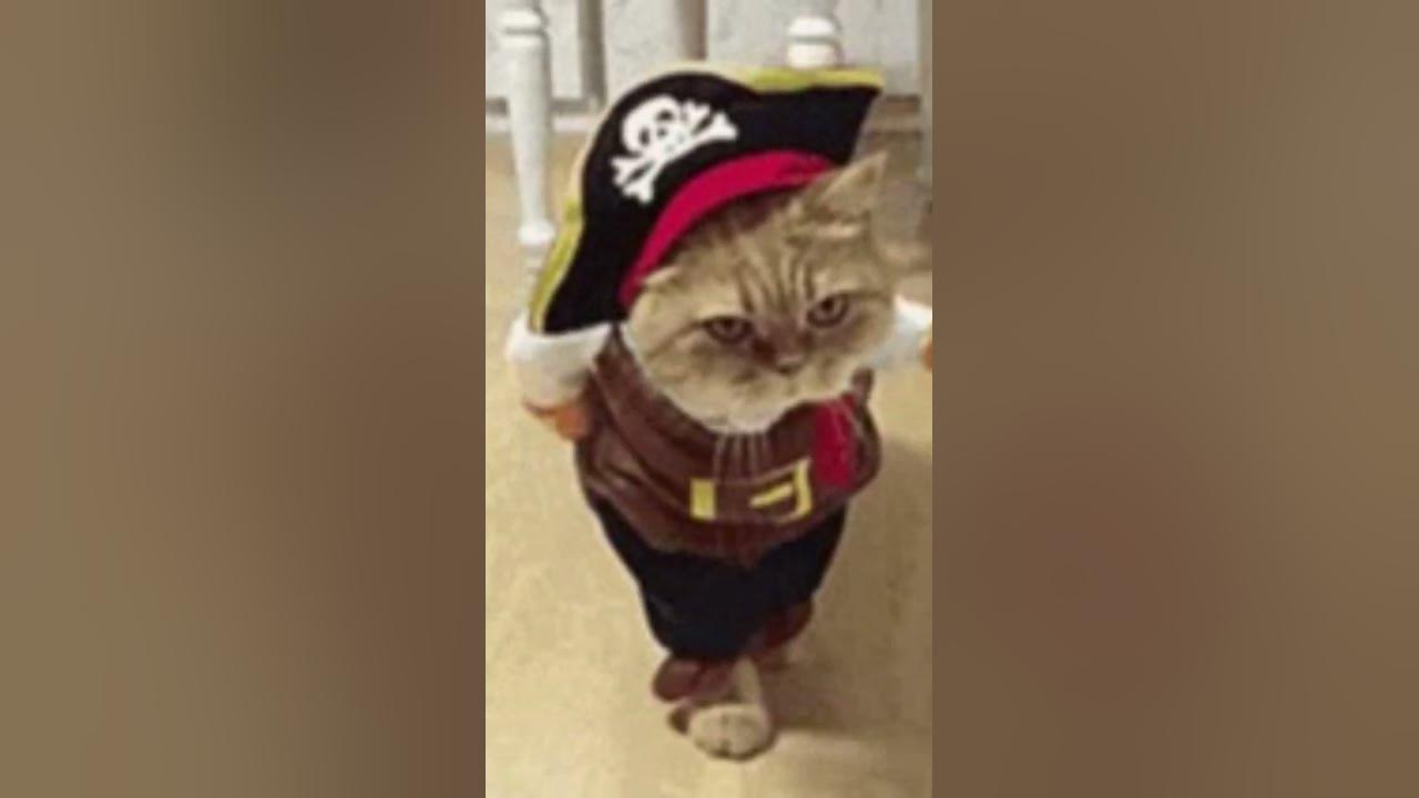 кот жоско идёт #подпишись #edit #cat #animation #like #cute #subscribe ...