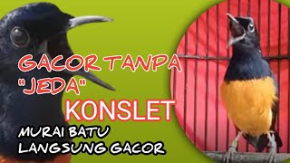 murai batu gacor KONSLET Bikin Emosi SEMUA JENIS BURUNG MURAI 
