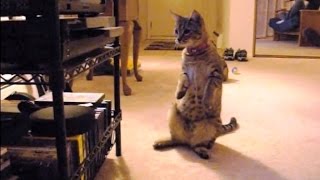 Cats Confused by DVD Drives