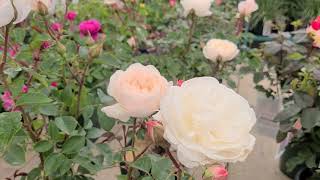 Rosa David Austin™ Desdemona™// Fabelhaft, ❤️einfach zu züchten, DUFTENDE Rose! screenshot 4