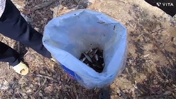 Câu cá bống đục ở Lý Nhơn - Cần Giờ