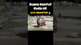 Kentut Kuda Nil Kaya Helikopter faktaunikhewan faktaunik informasihewan kudanil