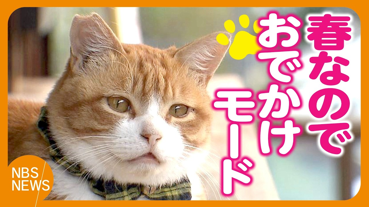 キャットみぃちゃん Mii-chan,