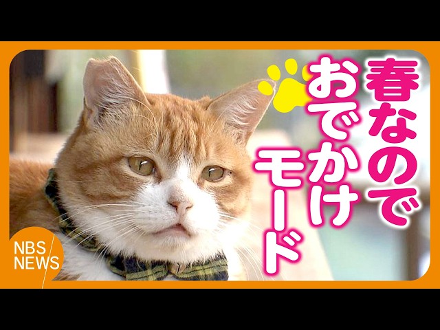 Mii-chan,