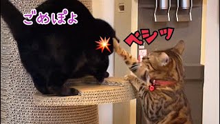 ツリーを噛みまくる黒猫にボス猫が説教しています