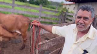 TIRO LEITE DE 33 VACAS NA MÃO