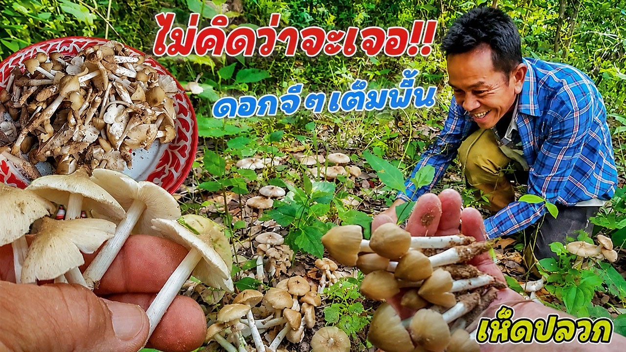 ไม่คิดว่าจะเจอ!! เก็บเห็ดปลวกดอกจีๆ!! เกิดอยู่เต็มพื้น!! พ่อน้อยแม่ปางออกหาอยู่หากิน