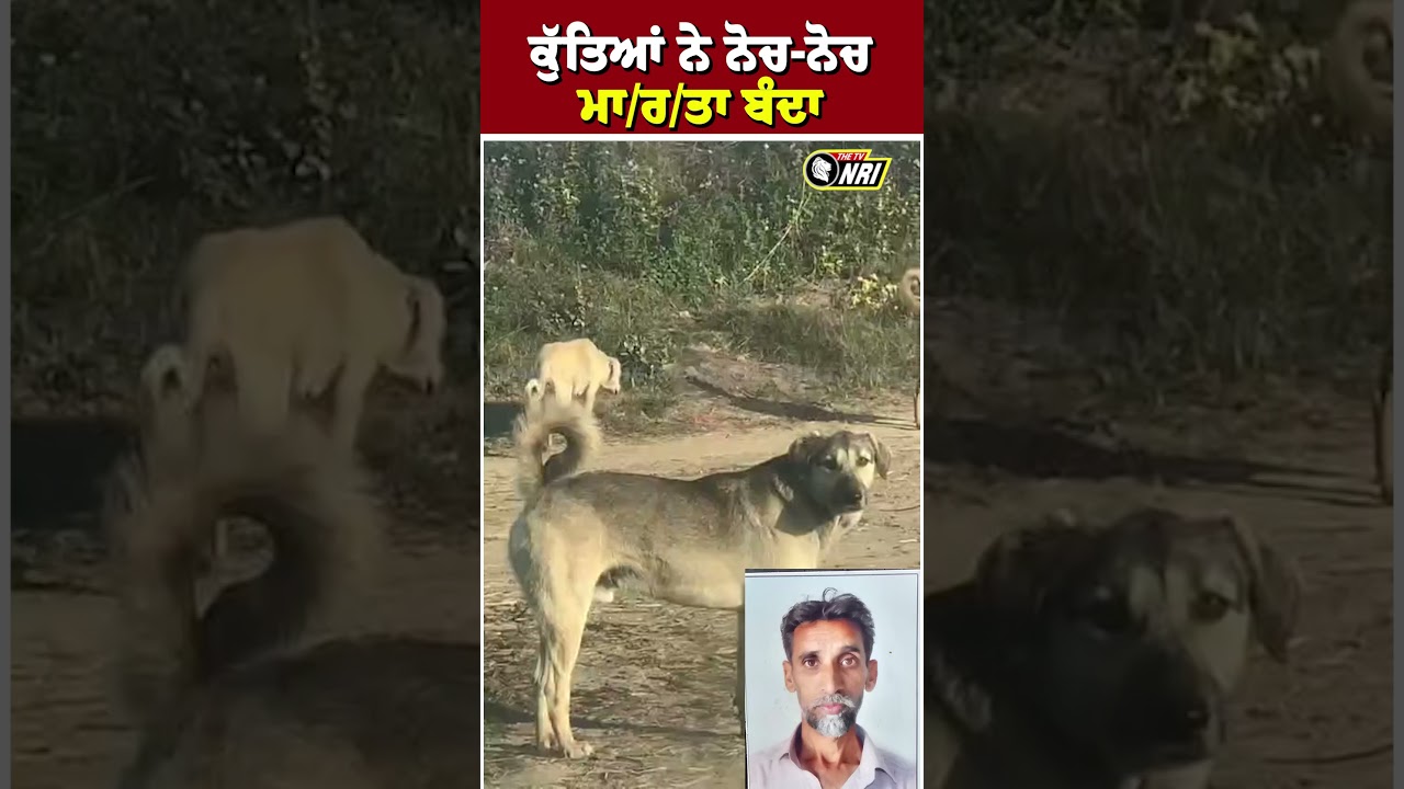 ਕੁੱਤਿਆਂ ਨੇ ਨੋਚ-ਨੋਚ ਮਾ/ਰ/ਤਾ ਬੰਦਾ