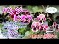 【パンジー・ビオラ】株の選び方・切り戻し・病気・オススメ・気になるあの品種♪【ご説明致します】