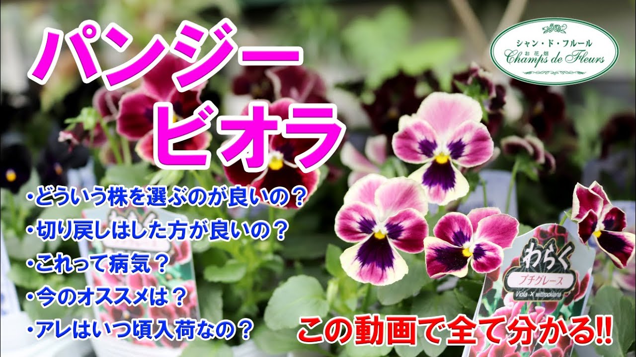 パンジー・ビオラ】株の選び方・切り戻し・病気・オススメ・気になる