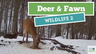 Pixcams.com  Wildlife Cam 2