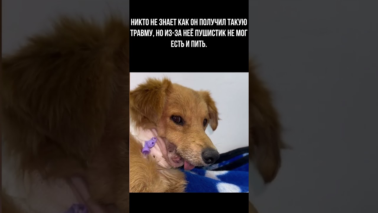 ВРАЧЕЙ ШОКИРОВАЛО СОСТОЯНИЕ ПЁСИКА 🥺 