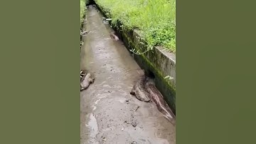 Cá trê khổng lồ có chân dưới mương #cácconvật #fishing #batca