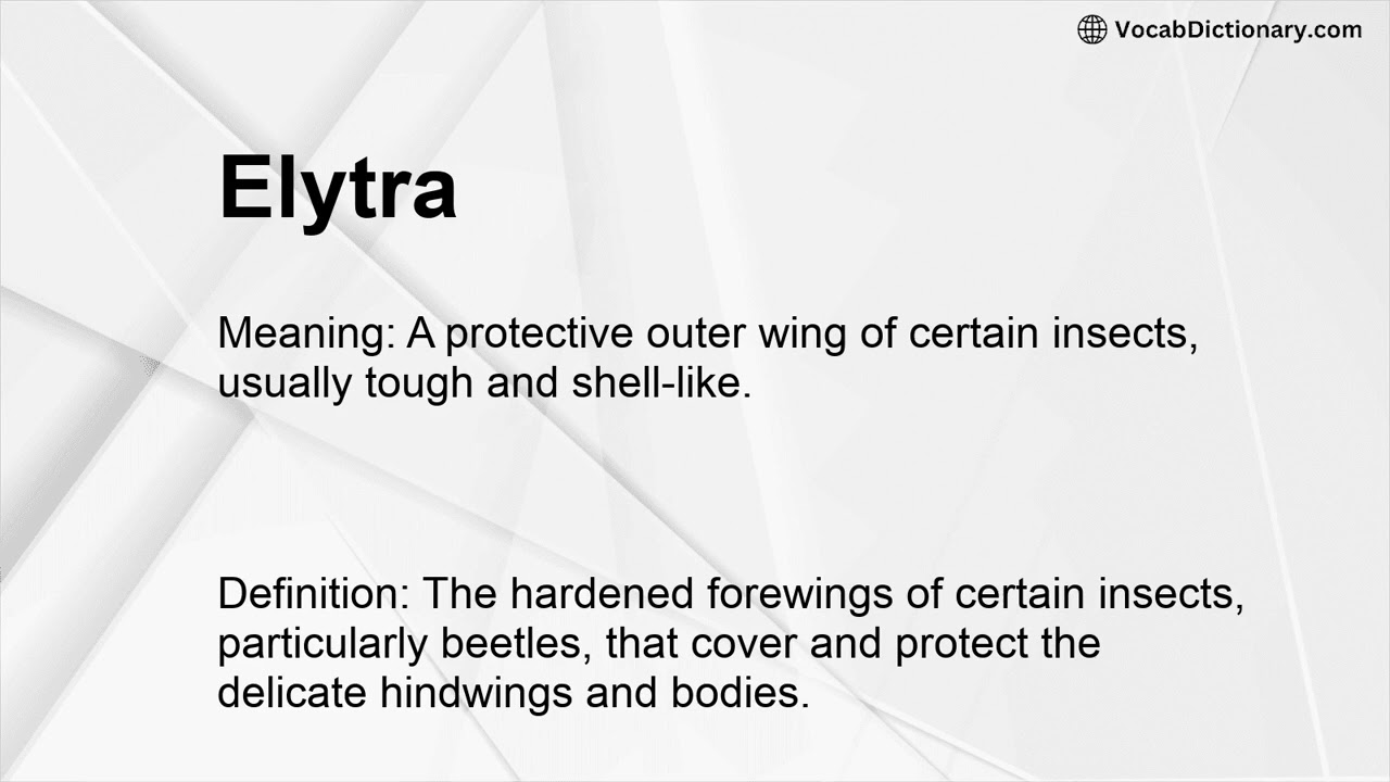 Elytra Meaning