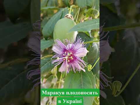 Пасіфлора маракуя насіння (10 шт) (Passiflora incarnata) північна інкарнатна страстоцвіт морозостійка, видео 1