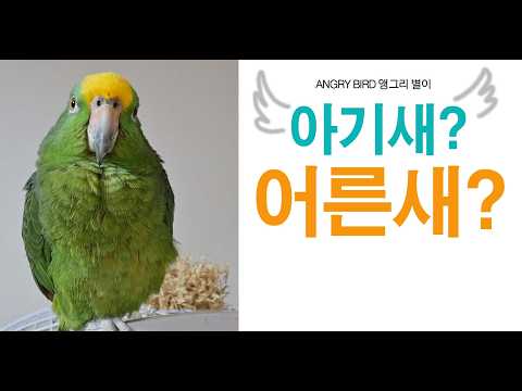 3년전 아기새 별이 VS 어른이된 무뚝뚝 별이 여러분은 어떤 별이가 더 좋으세요? / 막말 / 앵무새가 개콘보다 더 웃기다!!  / 사람과 대화 가능앵무새 / ANGRY BIRD