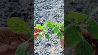 जादुई पौधा 🌳😱 #jaduaipotha #magicaltree #jadu #magic #tree #aryan #jaduaiper #shorts