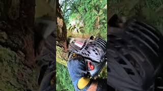 🌳 Dangerous Tree Cutting at Extreme Height 😱