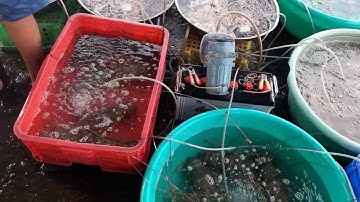 Ghé cảng cá luong son end of mar 2017