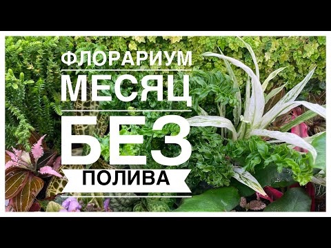 Будни цветовода | Флорариум месяц без полива | 24.07.2022г.