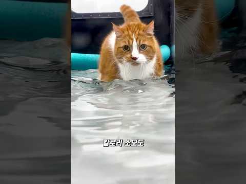 뚱뚱한 고양이 살 빼는 방법