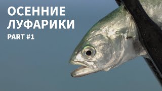 видео: Осенние луфарики 2024. Часть 1. Рыбалка на Черном море. картинка: Осенние луфарики 2024. Часть 1. Рыбалка на Черном море.