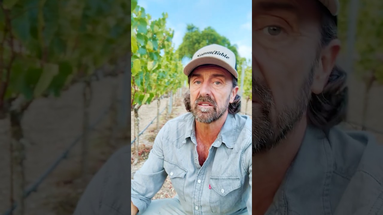 The Island That Became a Vineyard: Jim York and the Palos Verdes Peninsula AVA